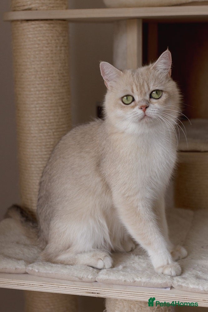 British Shorthair cats Beautiful BSH AY12 Golden Blue Female - Advert 1