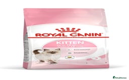 Ragdoll cats for sale: Ragdoll kitten Full Pedigree Beautiful Chunky Boys - Image 12