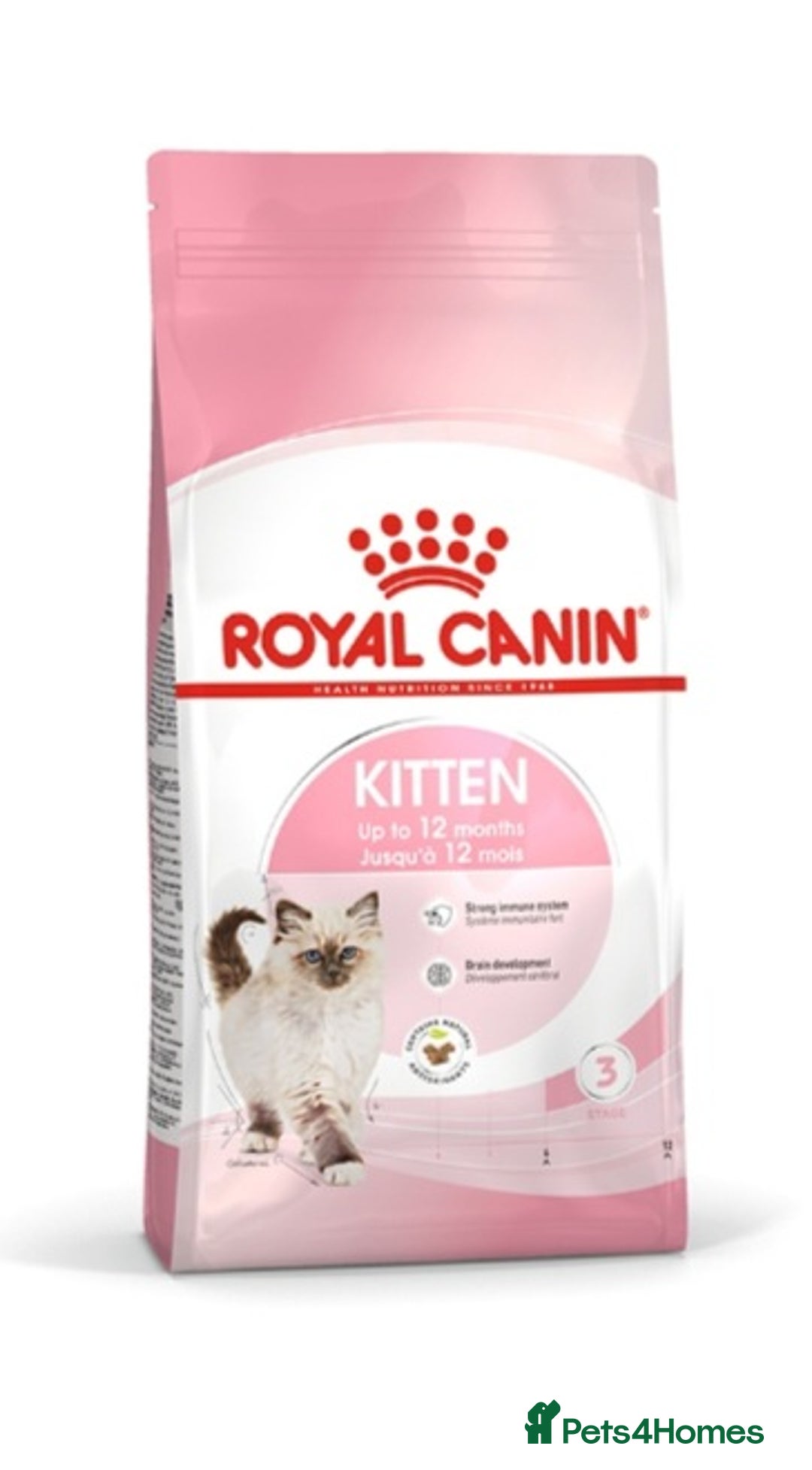 Ragdoll cats for sale: Ragdoll kitten Full Pedigree Beautiful Chunky Boys - Image 12