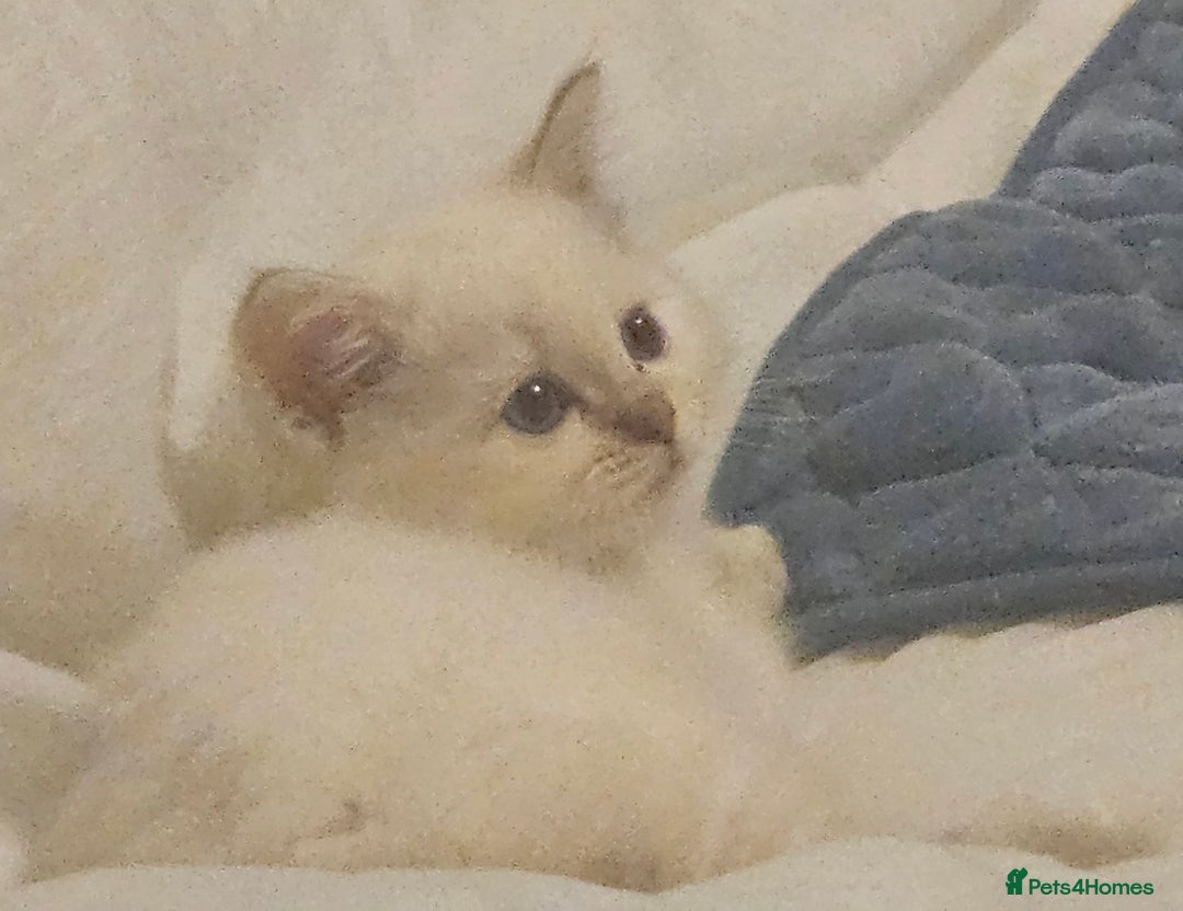 Ragdoll cats for sale: Lilac and blue tica ans Gccf registered ragdolls. - Image 28
