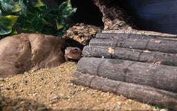 Leopard Gecko reptiles for sale: Leopard gecko for sale (with all accessories) - Image 5