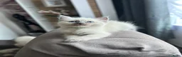 Ragdoll cats for sale: 😽 4 Beautiful Ragdoll Kittens 😽 - Advert 10