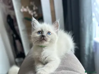 Ragdoll cats 😽 4 Beautiful Ragdoll Kittens 😽 - Advert 3