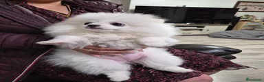 Pepper