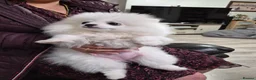 Pomeranian dogs for sale: pure white pomeranians 15 weeks old for sale - Advert 3
