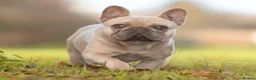French Bulldog dogs for sale: 🐶💜 KC Registered French Bulldog Puppies - Advert 30