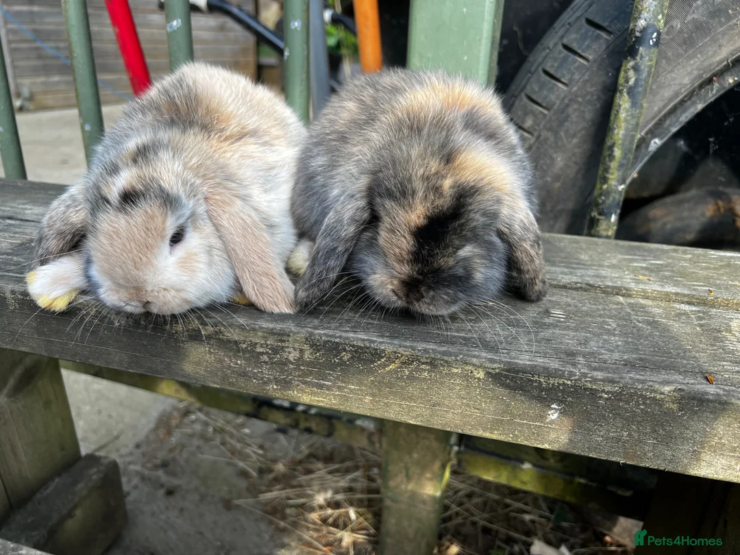 Mini Lop rabbits for sale: Mini lop baby bunnies  - Advert 2
