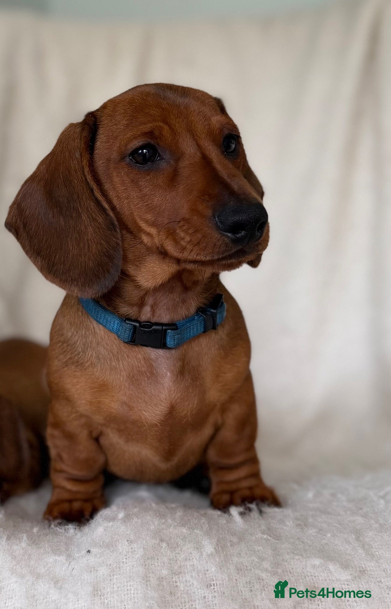 Miniature Dachshund dogs Last one KCreg Miniature dachshunds red&shaded red - Advert 1
