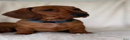 Miniature Dachshund dogs for sale: Last one KCreg Miniature dachshunds red&shaded red - Advert 1