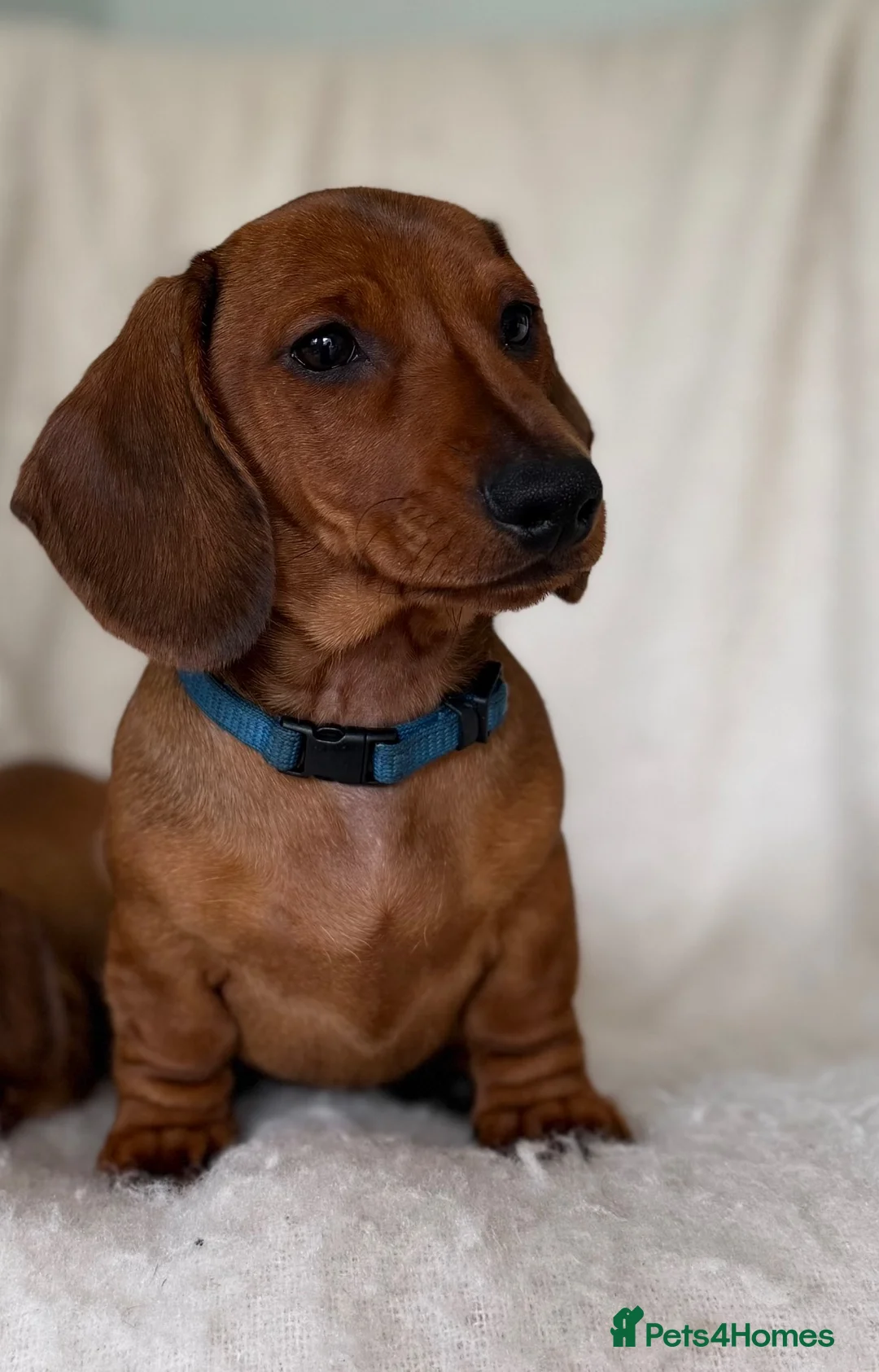 Miniature Dachshund dogs for sale: Last one KCreg Miniature dachshunds red&shaded red - Advert 1