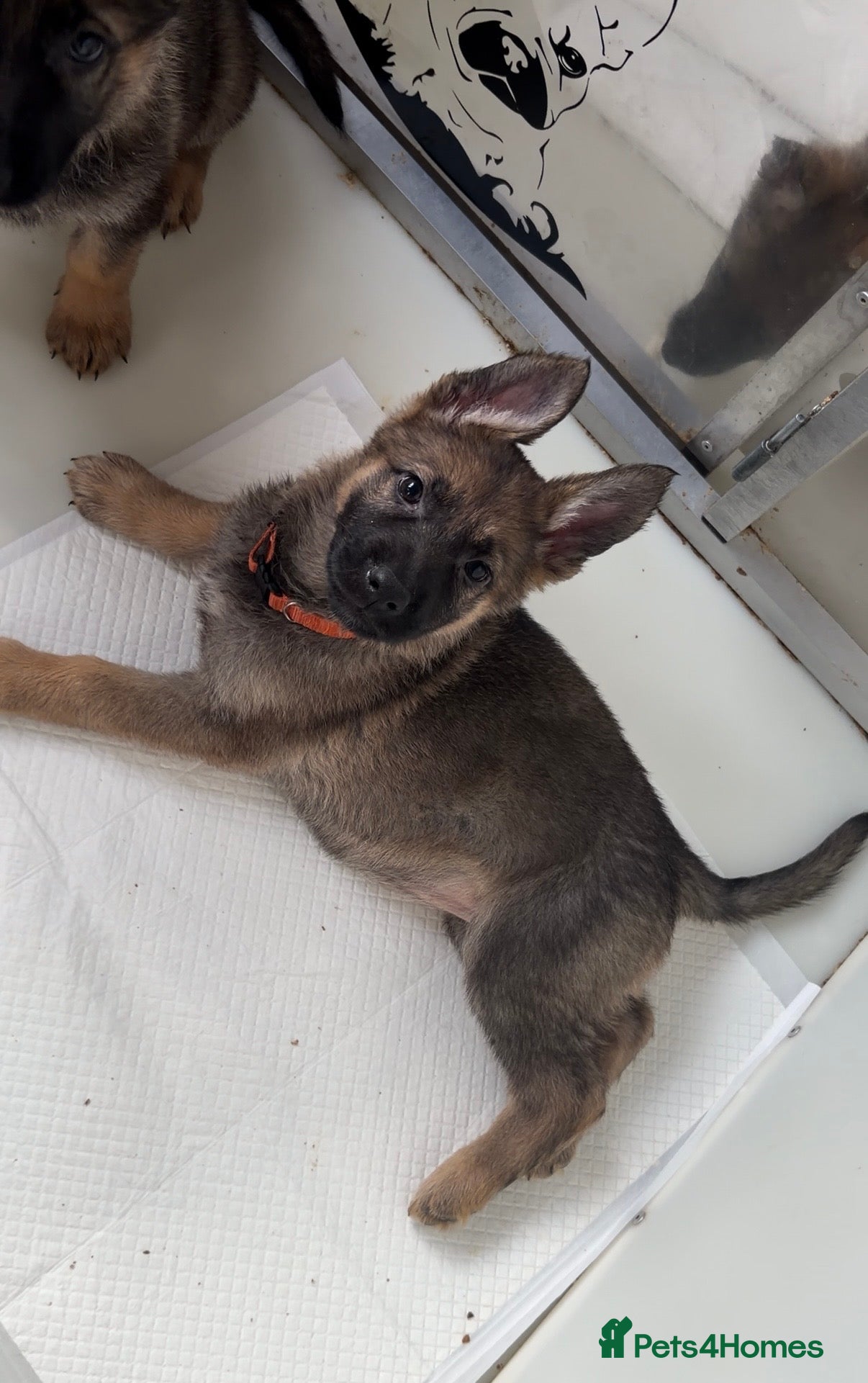 German Shepherd dogs 🐾 Beautiful KC German shepherd puppies 🐾 - Advert 6