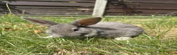 Dwarf Lop rabbits for sale: Beautiful Dwarf lop litter (Ready in one week)  in Bedford - Advert 20