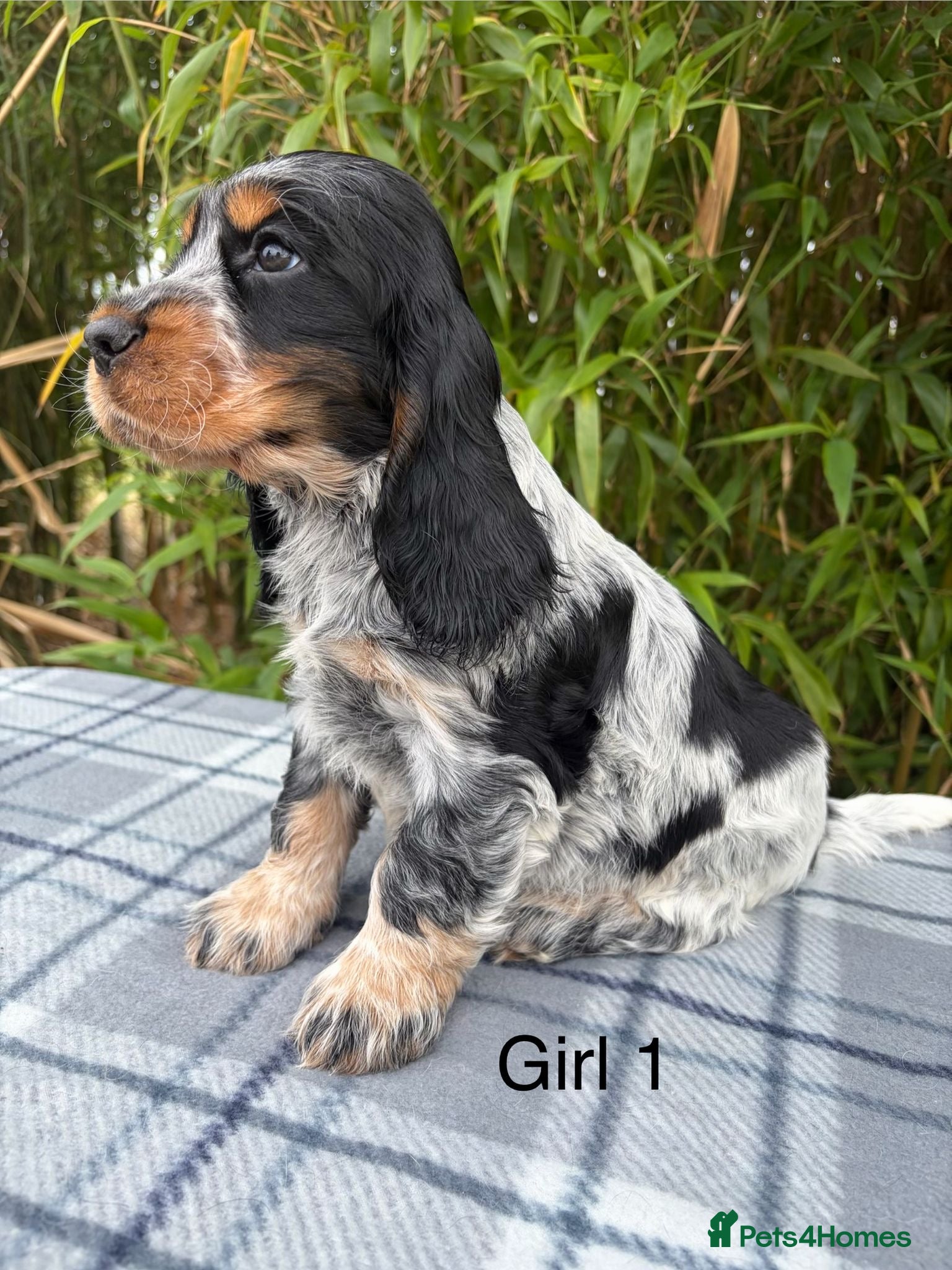 Cocker Spaniel dogs serbia line quality show cocker pups - Advert 3