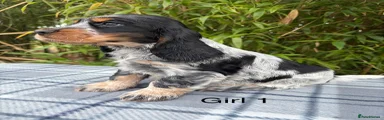 Cocker Spaniel Puppy 4