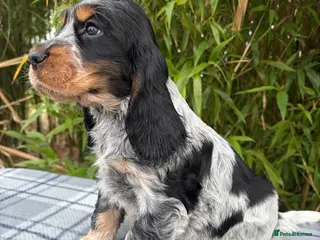 Cocker Spaniel dogs serbia line quality show cocker pups - Advert 3