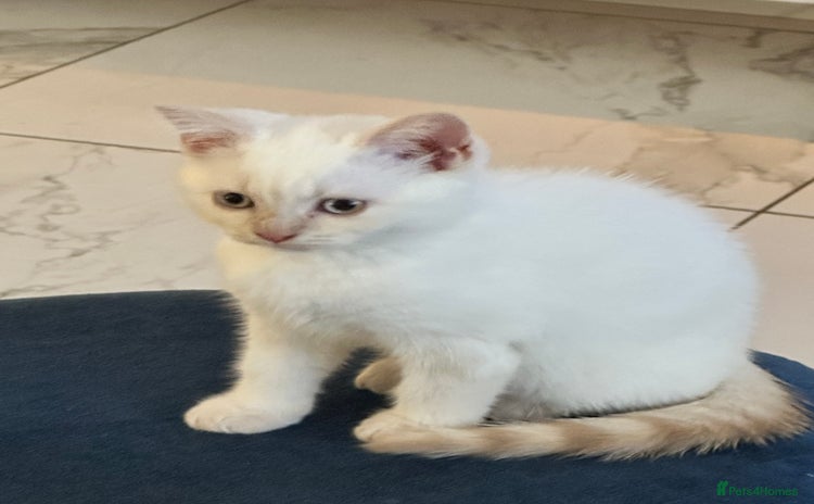 British Shorthair cats - Advert 2