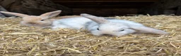 Mini Lop rabbits for sale: 🐰 Adorable Mini Lop Baby Rabbits 🐰 - Advert 8