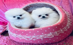 Pomeranian dogs for sale: Stunning teddybear face Boys Ready🌟 - Advert 20