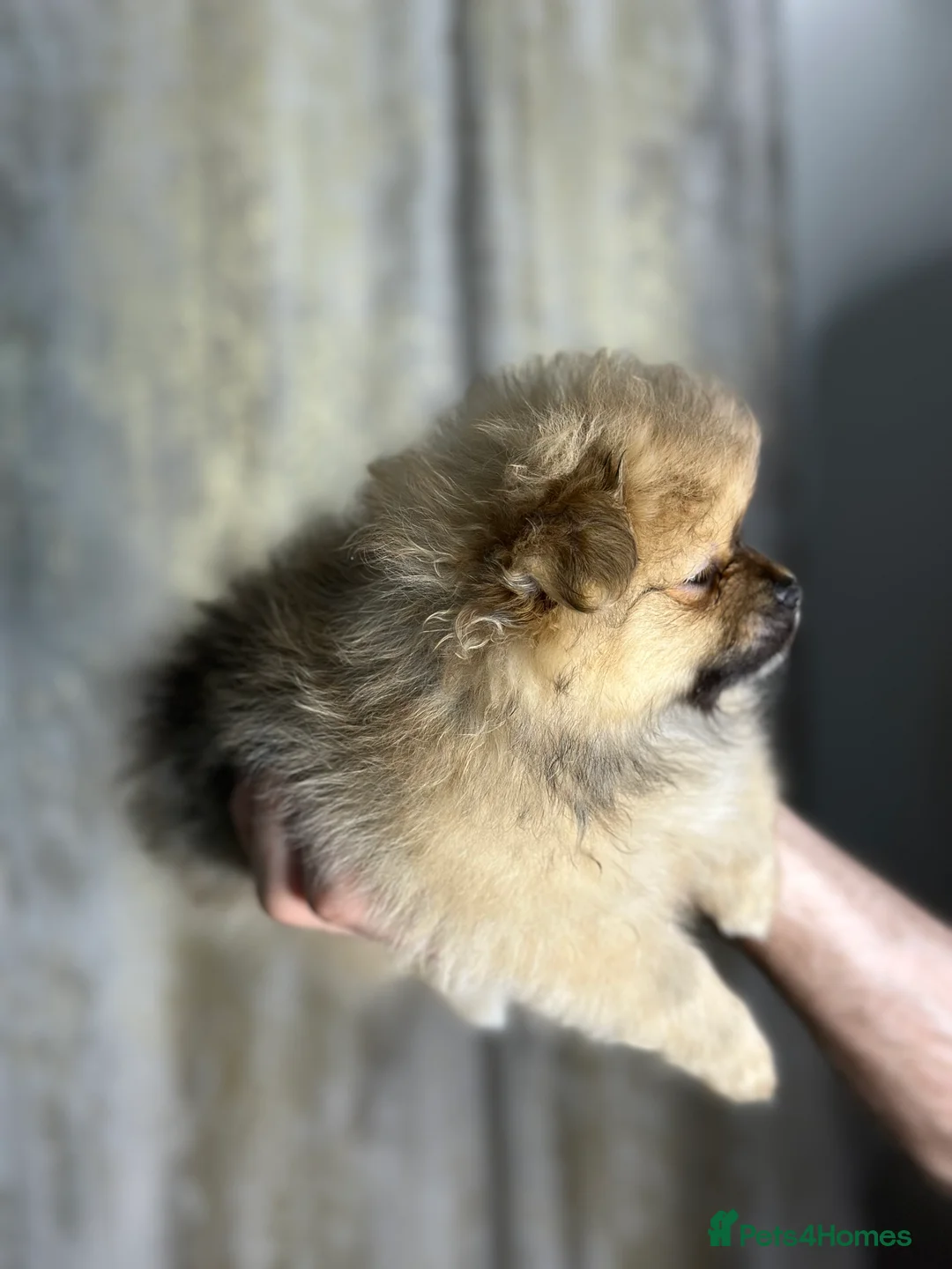 Pomeranian dogs for sale: Pomeranian puppies 💕 - Advert 1