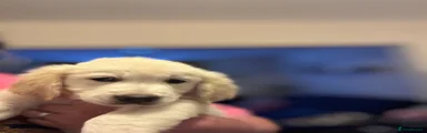 Golden Retriever Puppy 6
