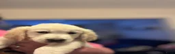 Golden Retriever dogs for sale: Beautiful Golden Retriever puppies - Advert 24