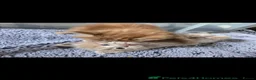Mixed Breed cats for sale: 3 friendly and fluffy male kittens - Advert 2