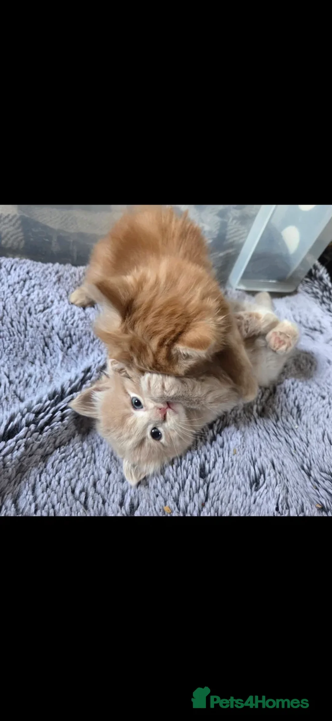 Mixed Breed cats for sale: 3 friendly and fluffy male kittens - Advert 2