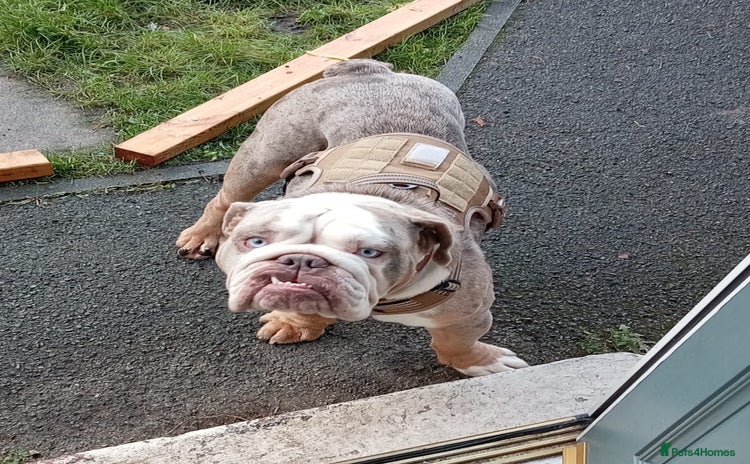 English Bulldog dogs - Advert 9