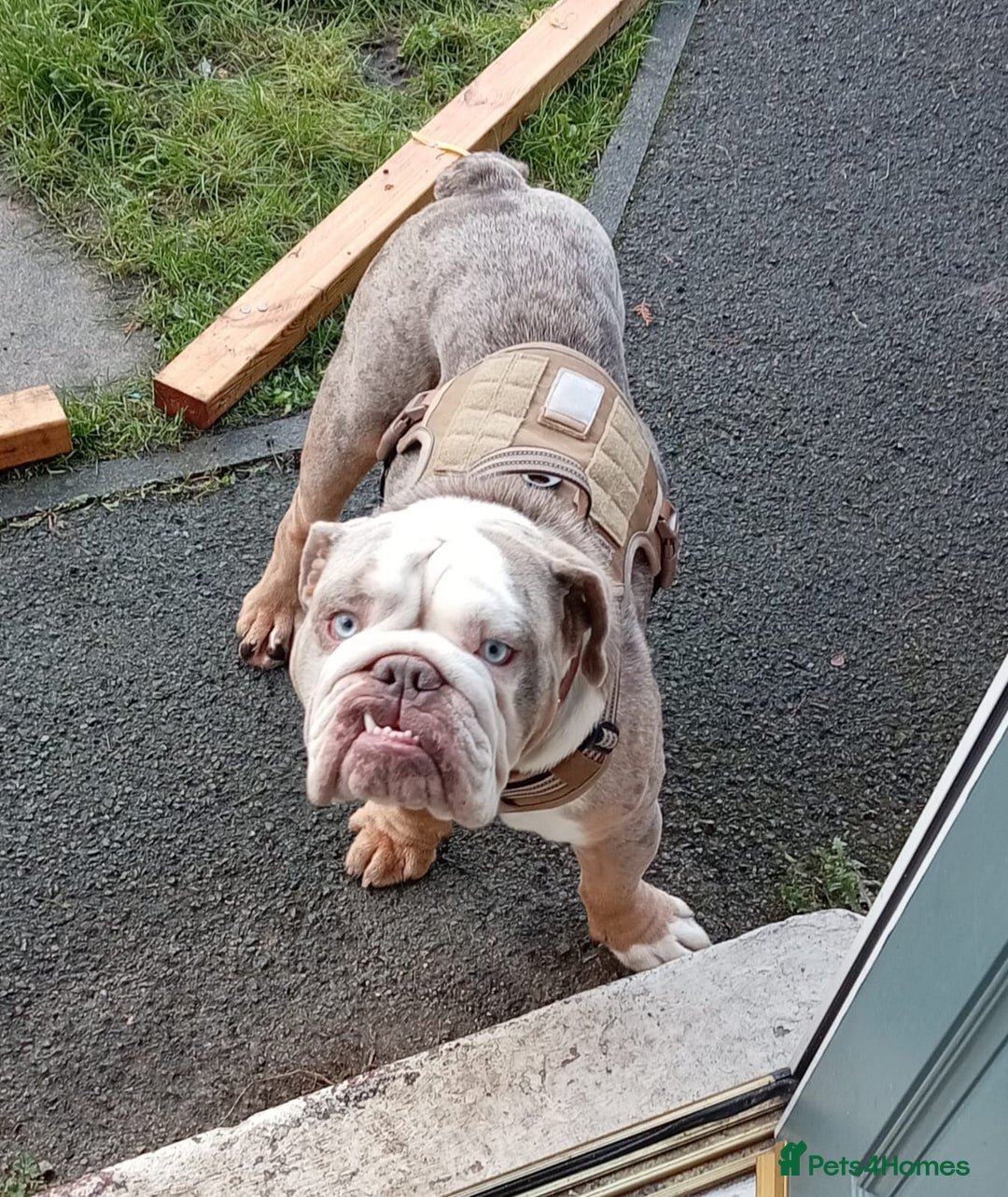 English Bulldog dogs for stud: English BullDog PaddytheBaddy for studd - Image 1