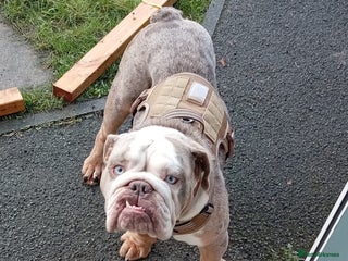 English Bulldog dogs - Advert 3