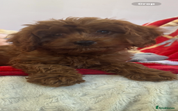 Cavapoo dogs for sale: Cavapoo BOY pup ready now ⭐️⭐️⭐️ - Image 10