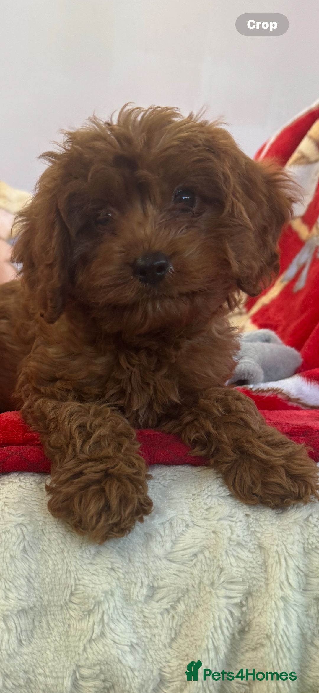 Cavapoo dogs for sale: Cavapoo BOY pup ready now ⭐️⭐️⭐️ - Image 10