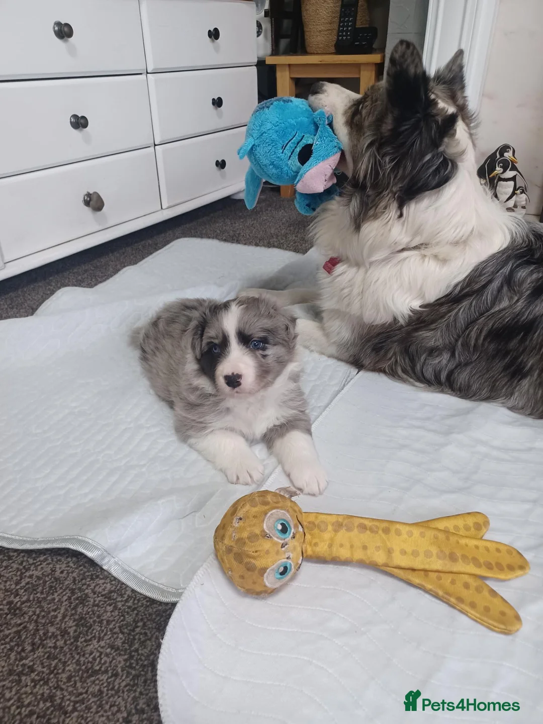 Border Collie dogs for sale: Blue merile boarder collie  stunning puppy in Sutton Coldfield - Advert 2