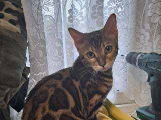 Bengal cats - Advert 31