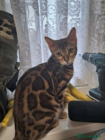 Bengal cats - Advert 16