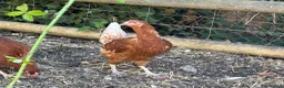 Chickens poultry for sale: Point of lay hens  - Advert 7