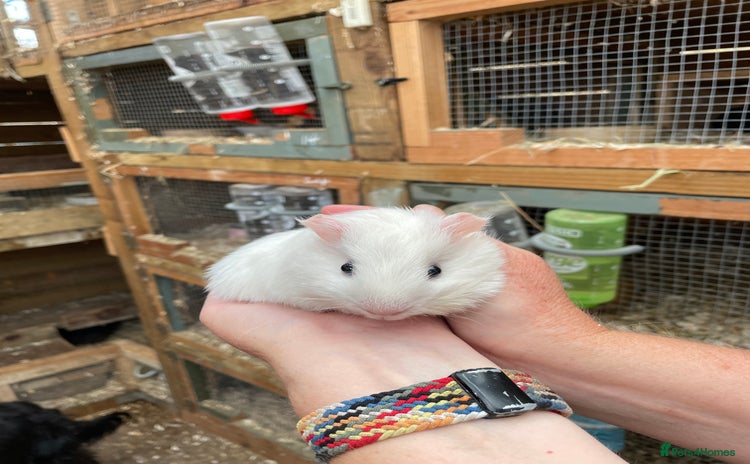 Guinea Pig rodents - Advert 17