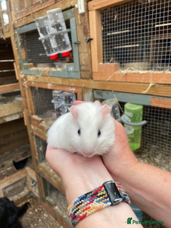 Guinea Pig rodents - Advert 17