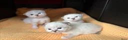 Birman cats for sale: Birman kittens - Advert 9
