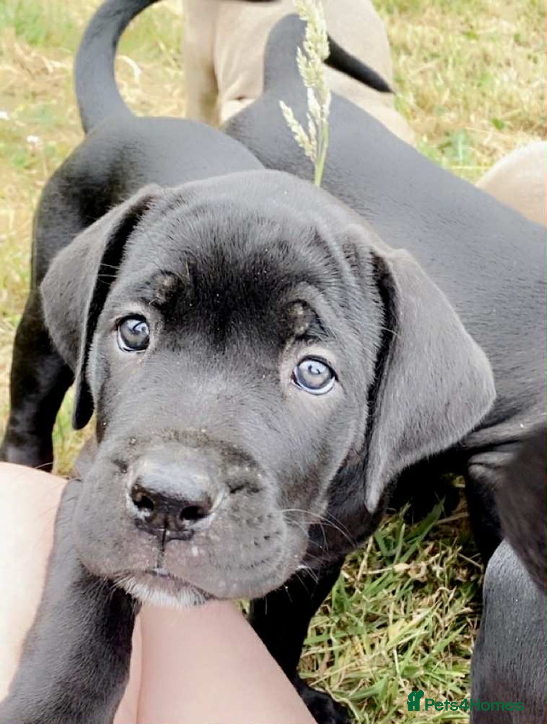 Cane Corso dogs for sale: Beautiful cane Corso puppies  - Image 27