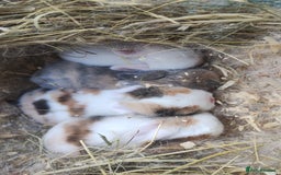 Mini Lop rabbits for sale: Stunning mini lop babies 2 girls left  - Image 1
