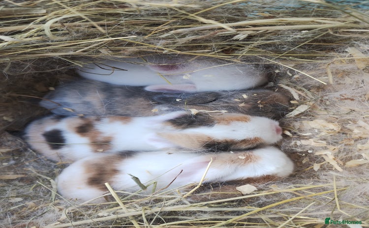 Mini Lop rabbits - Advert 3