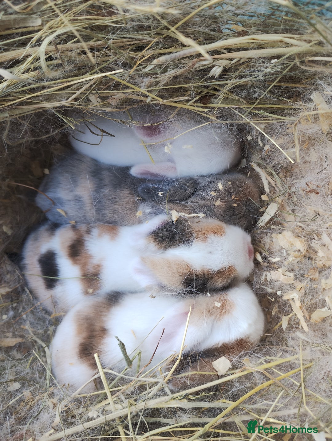 Mini Lop rabbits for sale: Stunning mini lop babies 2 girls left  - Image 1