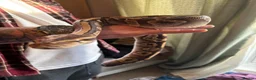 Python Snake reptiles for sale: Female Mojave Royal Python in Sittingbourne - Advert 31
