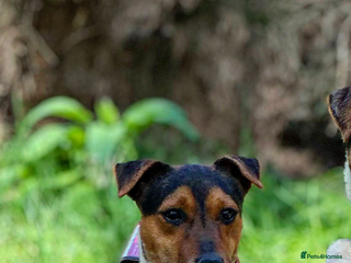 Jack Russell dogs in Aboyne - Advert 6