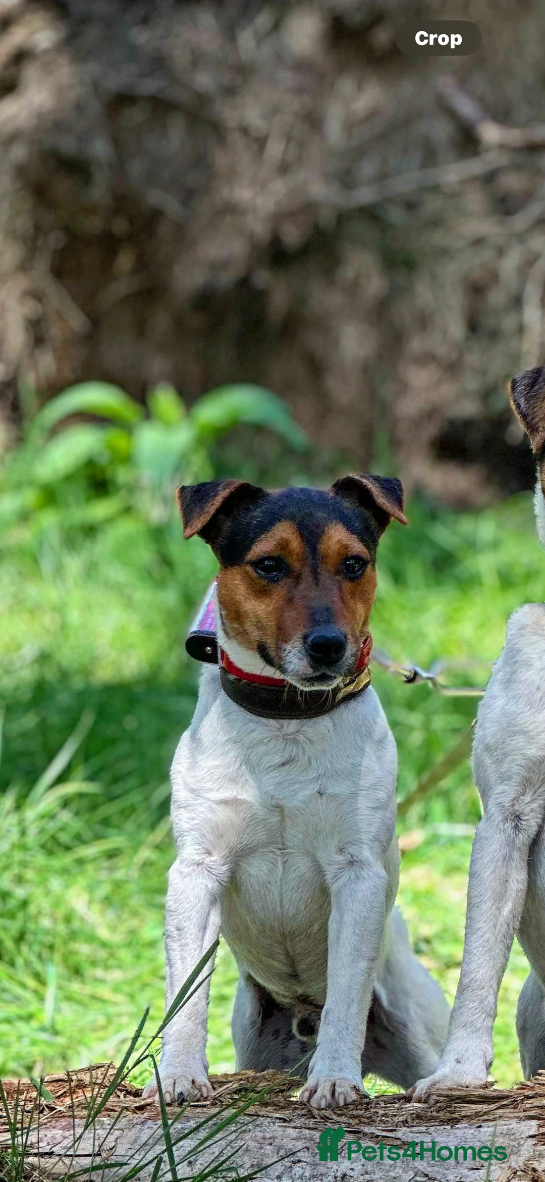 Jack Russell dogs for stud: Jack Russel Stud in Aboyne - Advert 1