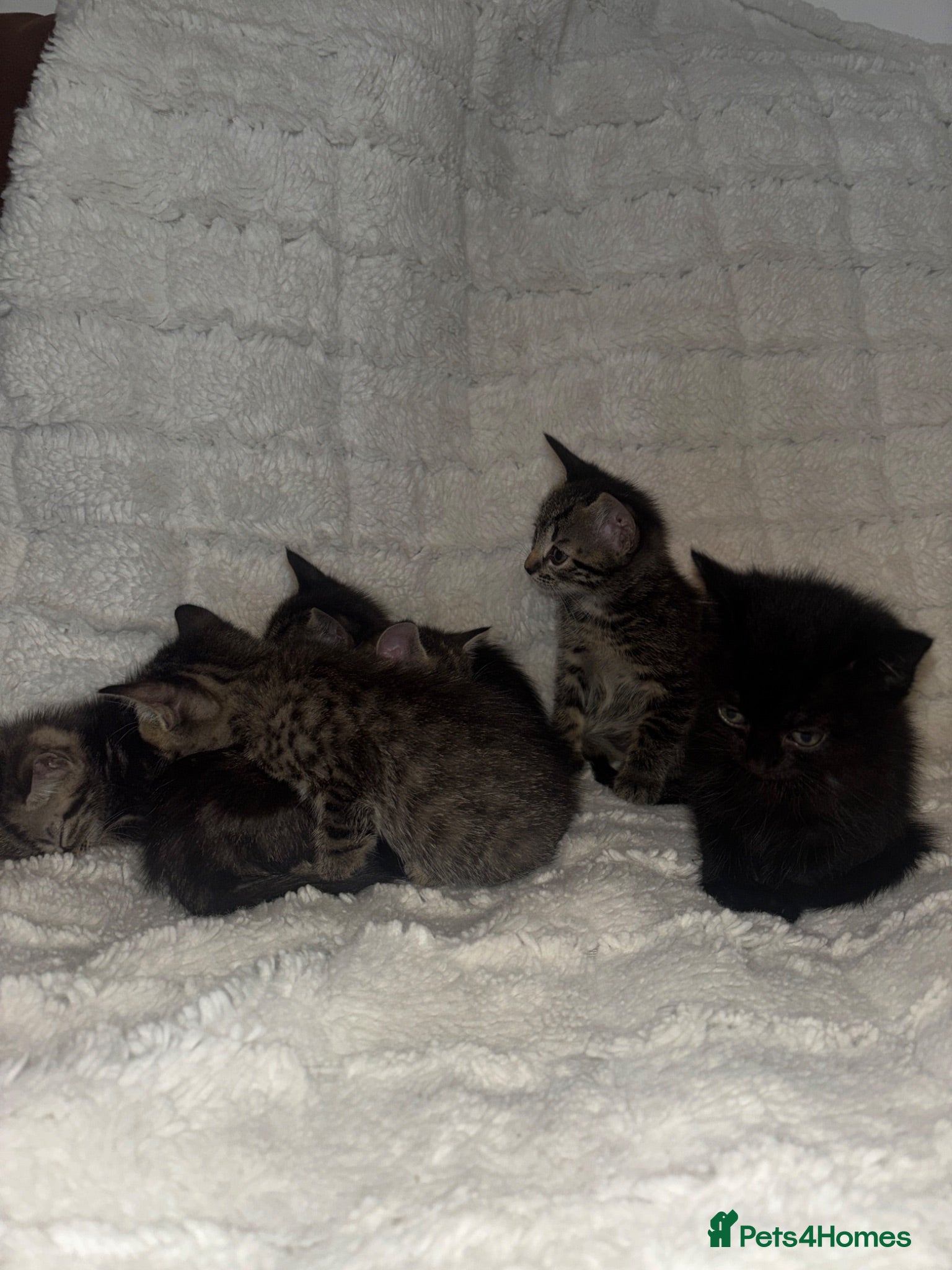 Mixed Breed cats 6 Adorable Kittens For Sale (To Leave by 17 June) - Advert 3