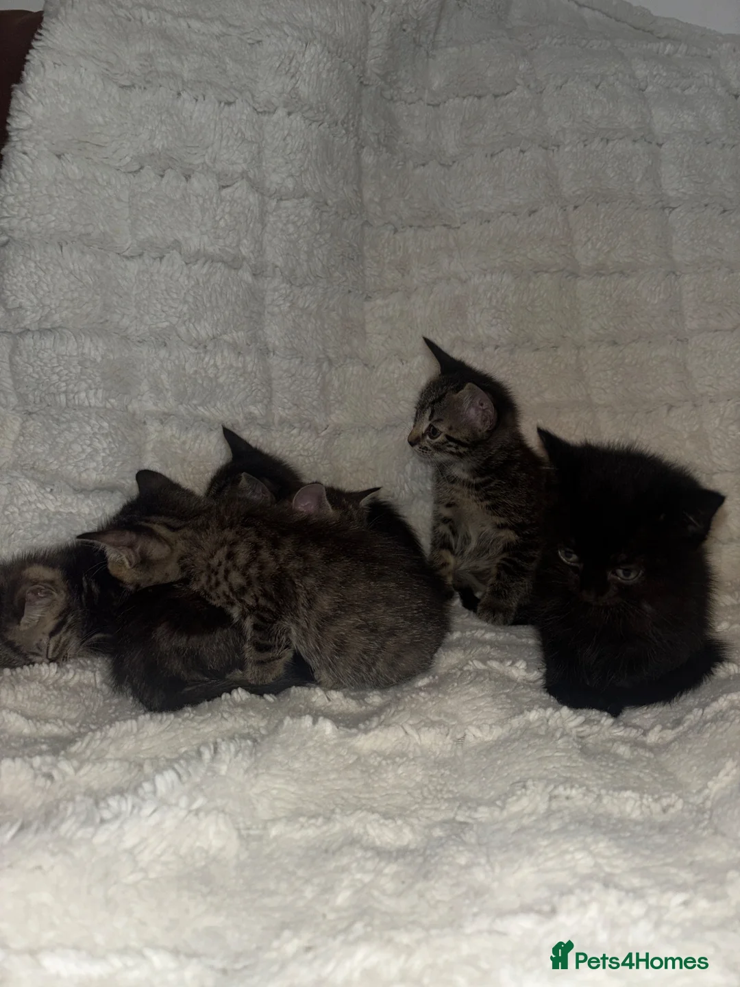 Mixed Breed cats for sale: 6 Adorable Kittens For Sale (To Leave by 17 June) - Advert 1