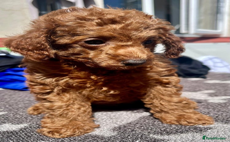 Toy Poodle dogs - Advert 5