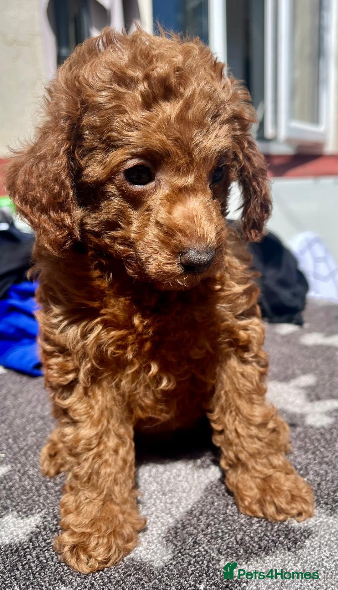Toy Poodle dogs for sale: STUNNING TOY POODLES KC REG HEALTH TESTED  - Image 1